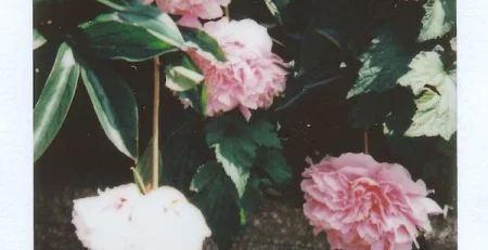 Tikor introduces Instant Pages